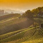 Private Tour: Barolo Wine Tasting In Langhe Area From Torino Tour Overview And Details