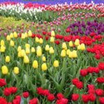 Private Tour To Tulip Experience, Keukenhof & Giethoorn Tour Overview