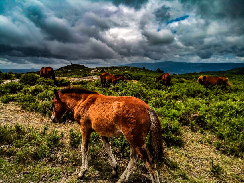 Prozelo: Buggy Tour Through Arcos De Valdevez & Peneda Gerês - Activity Overview