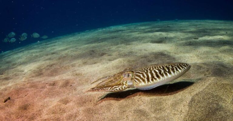 Puerto Del Carmen: 2 Guided Scuba Dives (certified Only) Activity Overview