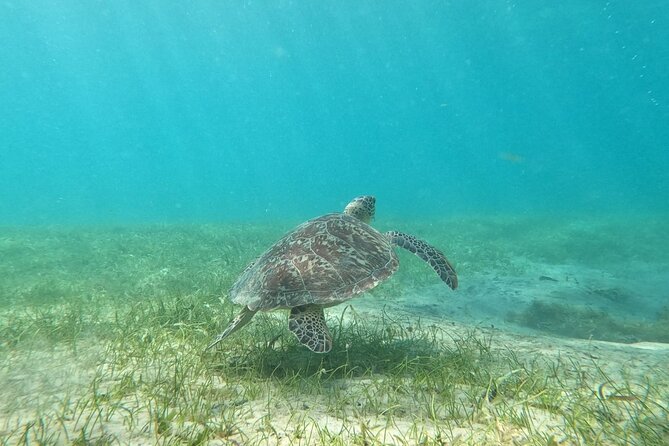 Puerto Rico: Culebra Snorkeling and Flamenco Beach Tour by Ferry - Meeting and End Points