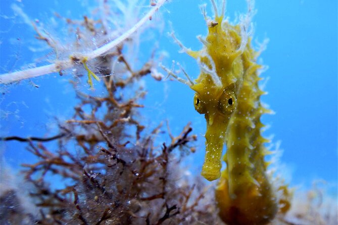 Qualified Diver 1 Tank Dive in Mykonos - Overview of the Scuba Dive