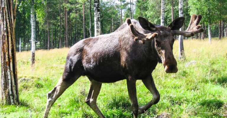 Ranua Wildlife Park Day: Visit The Arctic Animals Overview Of The Ranua Wildlife Park