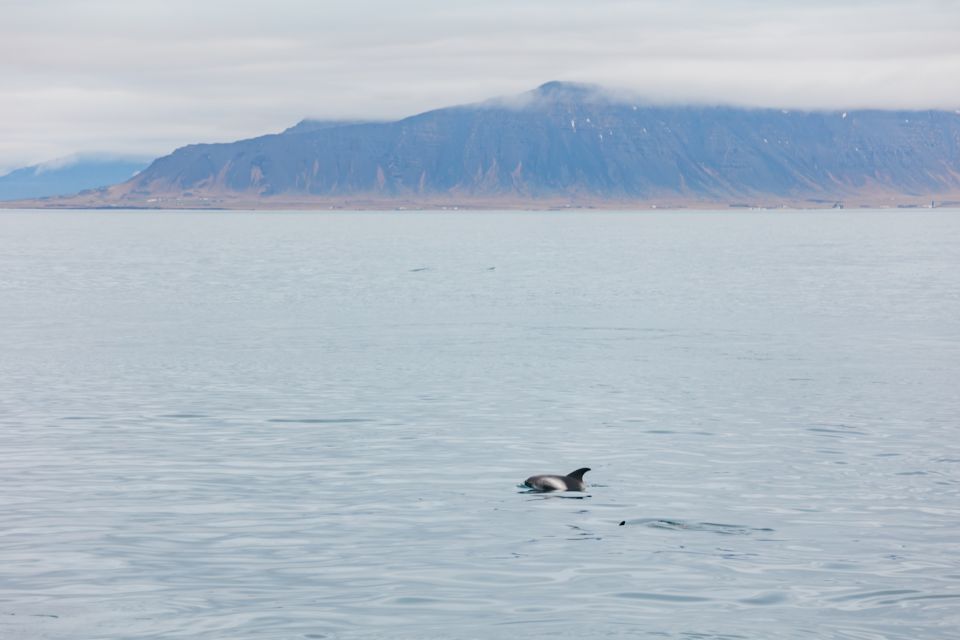 Reykjavik: Whale Watching Cruise on the Amelia Rose Yacht - Highlights of the Amelia Rose Yacht