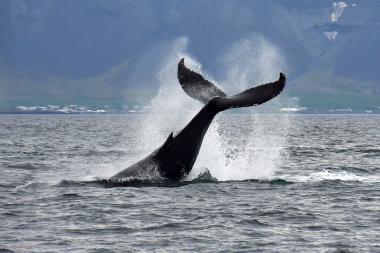 Reykjavik: Whale Watching Tour Overview Of The Whale Watching Tour