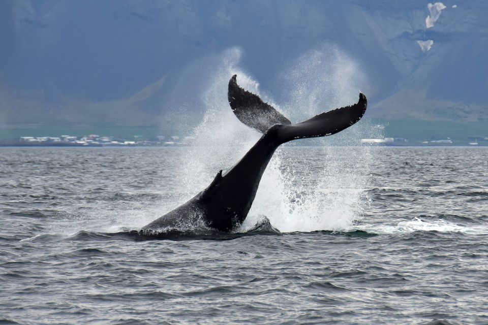 Reykjavik: Whale Watching Tour - Overview of the Whale Watching Tour