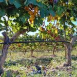 Ribera Del Duero: Wine Tour From Madrid English Or Spanish Tour Overview