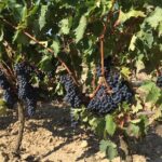 Rioja Wine Tour: 2 Wineries From Bilbao Tour Overview