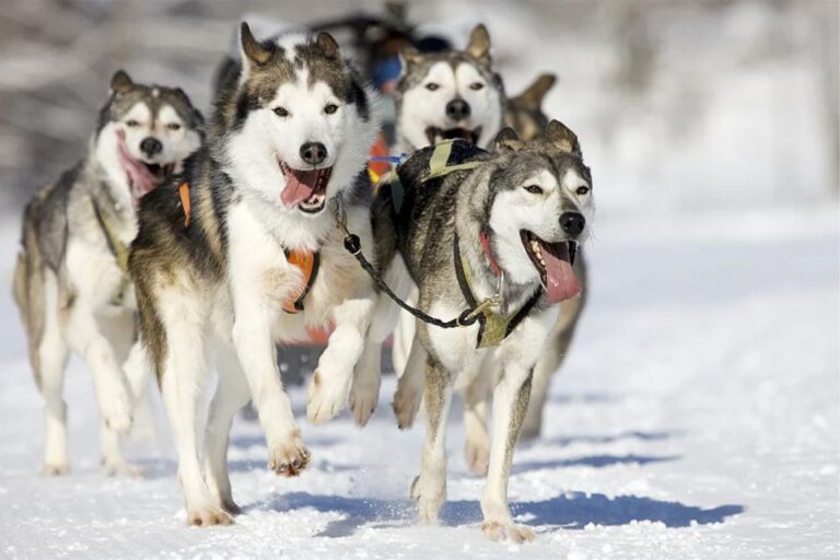 Rovaniemi: Husky Safari On A Snowy Trail Husky Farm Visit