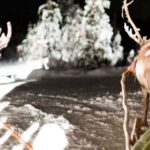 Rovaniemi: Reindeer Evening Safari Tour & 2.5 Km Sled Ride Tour Details