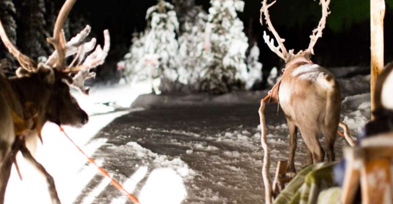 Rovaniemi: Reindeer Evening Safari Tour & 2.5 Km Sled Ride Tour Details