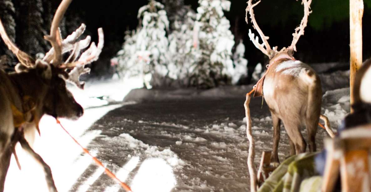 Rovaniemi: Reindeer Evening Safari Tour & 2.5 Km Sled Ride - Tour Details