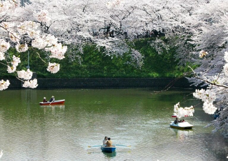 Sakura In Tokyo: Cherry Blossom Experience Experience Overview