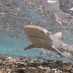 Sal Island: Shark Bay Shark Watching Experience From Santa Maria Tour Details