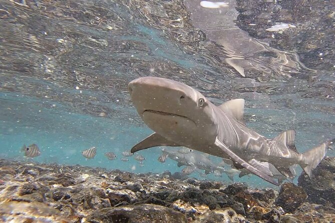 Sal Island: Shark Bay Shark Watching Experience From Santa Maria - Tour Details