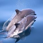 San Diego Whale Watching Tour Tour Duration And Capacity