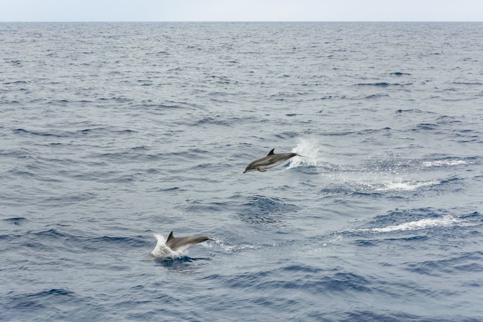 Sao Miguel Azores: Half-Day Whale Watching Trip - Overview of the Whale Watching Trip