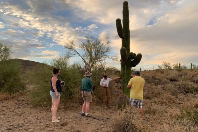 Scottsdale: Mcdowell Sonoran Preserve Hiking Tour Exploring The Sonoran Desert