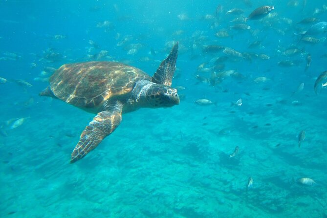 Semi-Submarine Tour From Agios Nikolaos - Overview of the Tour