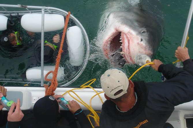 SHARK CAGE DIVING and VIEWING (Incl. Transfers From Cape Town) - Pickup and Meeting