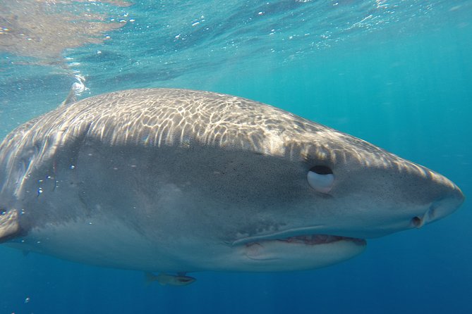 Shark Cage Diving In Oahu - Thrilling Shark Adventure