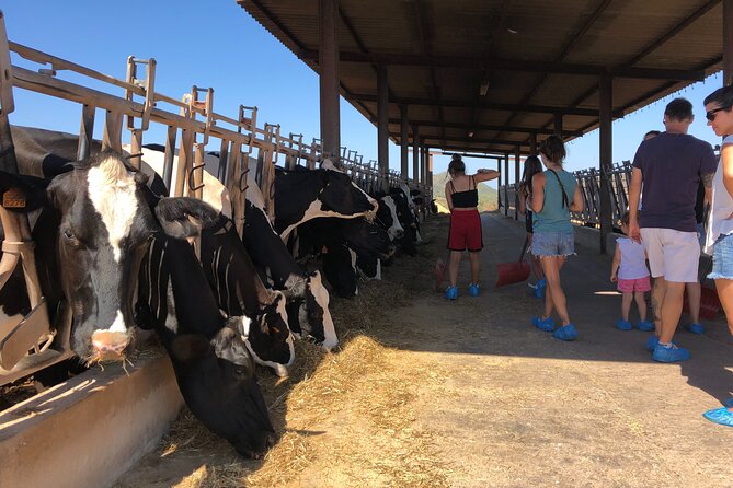 Small Group Cheese Making and Tasting From the Island of Baleares - Booking Information