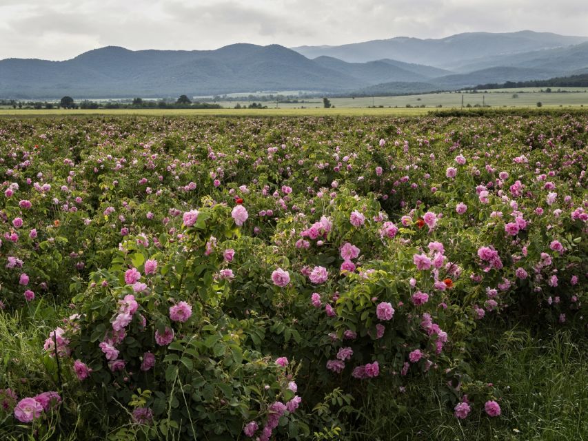 Sofia, Plovdiv, and The Rose Valley in 2 Days - Tour Overview