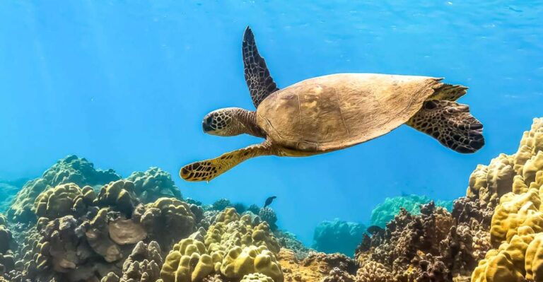 South Maui: Eco Friendly Molokini And Turtle Town Tour Tour Overview