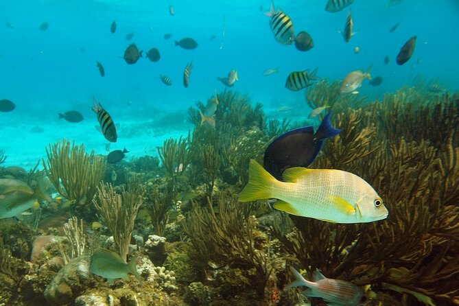 Stingray City and Barrier Reef Snorkel - Overview and Details