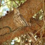 Sunset Boat Trip Of Ria Formosa: An Eco Friendly Tour Out From Faro Overview Of The Sunset Boat Tour