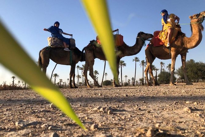 Sunset Camel Ride In The Palm Groves Of Marrakech Inclusions And Amenities