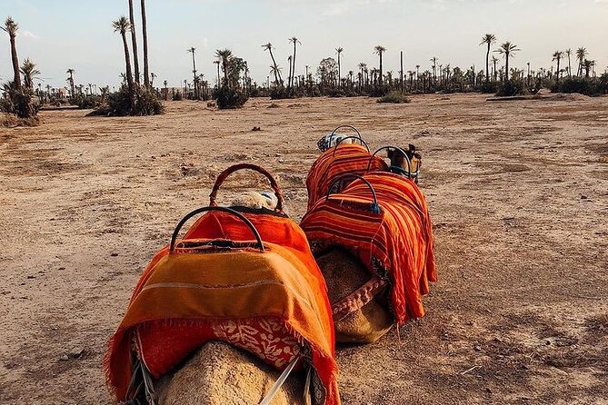 Sunset Camel Ride in the Palmeraie With Transfers - Marrakech Sunset Camel Ride