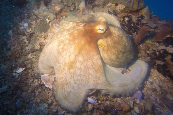 Sunset Night Dive for Certified Divers in St Thomas - Inclusions