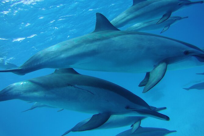 Swimming With Dolphin VIP Snorkeling Sea Trip With Lunch and Transfer - Hurghada - Overview