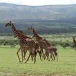 Tanzania Safari With Guide In English, The Great Migration Of The Serengeti Small Group With Guide