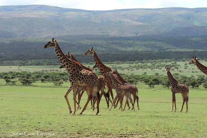 Tanzania Safari With Guide in English, the Great Migration of the Serengeti - Small Group With Guide