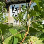 Taste And Tour Small Organic Wineries With A Winemaker Tour Overview