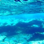 Tenerife Exclusive Snorkeling Trip With Marine Biologist Trip Overview And Pricing