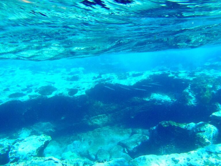 Tenerife Exclusive Snorkeling Trip With Marine Biologist Trip Overview And Pricing