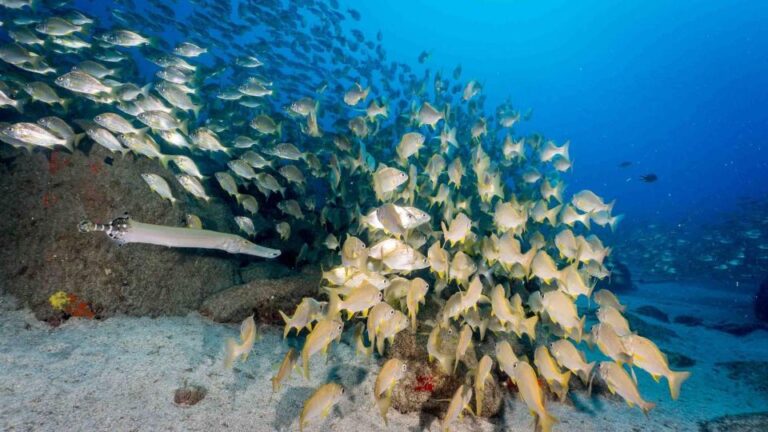 Tenerife; Guided Scuba Diving Trips By Boat In Small Groups Overview Of The Activity