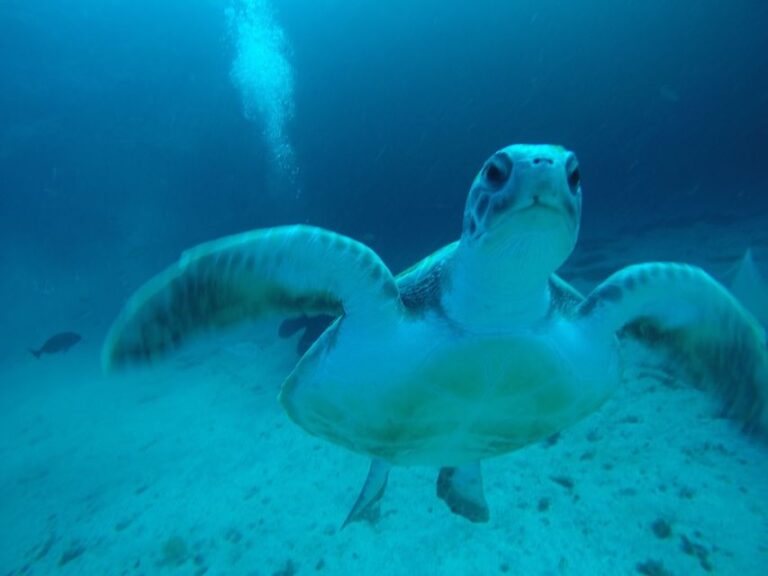 Tenerife: Private Dive For Beginners From A Boat Activity Overview