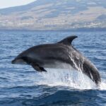 Terceira: Half Day Dolphin And Whale Watching Tour Tour Overview