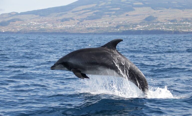 Terceira: Half Day Dolphin And Whale Watching Tour Tour Overview