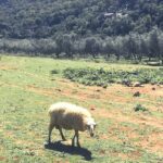 The Cretan Way Of Life At The Mountains Of Rethymno (mylopotamos) Overview Of The Cretan Experience