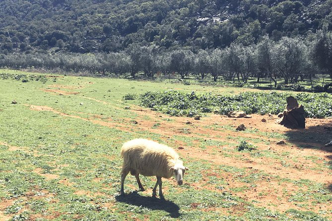 The Cretan Way of Life at the Mountains of Rethymno (Mylopotamos) - Overview of the Cretan Experience