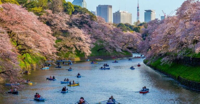 Tokyo: Private Cherry Blossom Experience Activity Overview