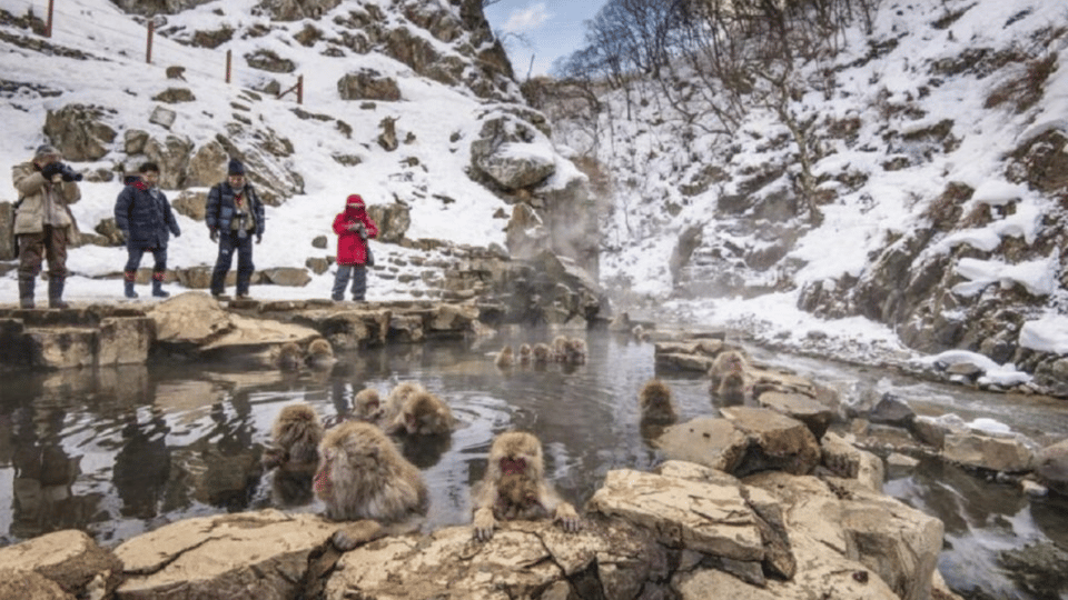 Tokyo: Snow Monkey Park & Zenkoji Temple Private Day Tour - Itinerary Highlights