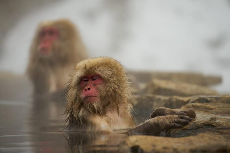 Tokyo To Nagano Snow Monkey Park & Shibu Onsen Private Tour Tour Overview And Pricing