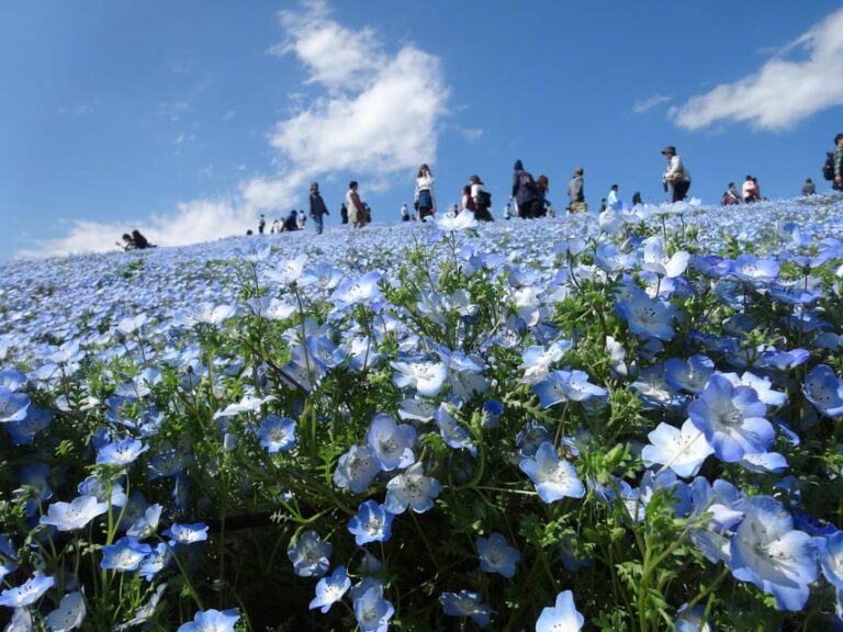 Tokyo:hitachi Seaside Park/oarai Isosaki Shrine Private Tour Tour Overview And Pricing