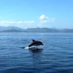 Tour In Rubber Dinghy And Snorkeling In The Protected Marine Area Of Tavolara Protected Marine Area Of Tavolara